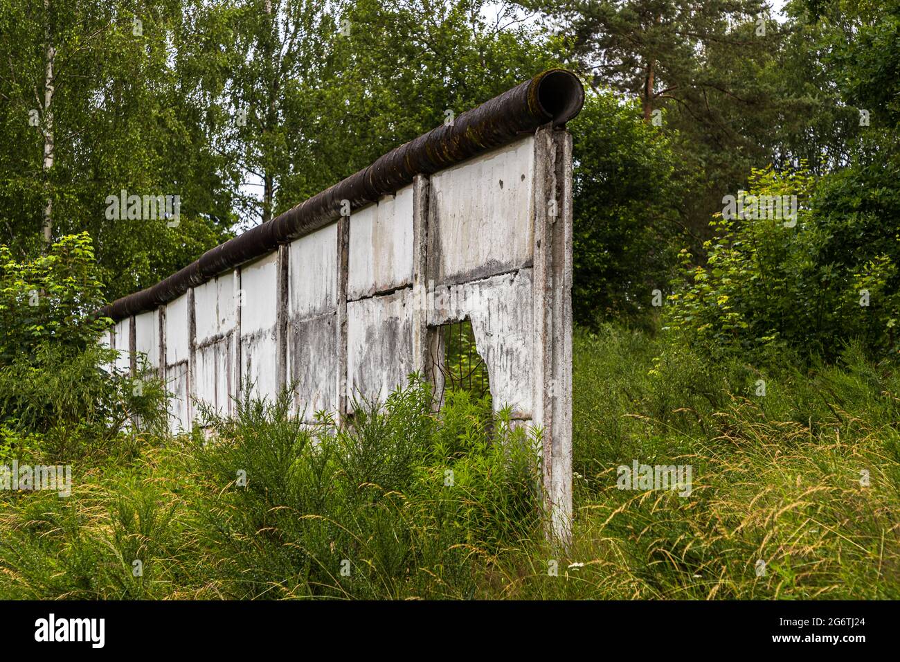 I pannelli di cemento dell'ex muro di confine della Germania estrale vicino a Görsdorf, una frazione della città di Schalkau in Turingia, Germania, si ergono tra erbe e giovani betulle. Un tubo rotondo caratteristico progettato per impedire l'arrampicata corre lungo la parte superiore. Costruito nel 1981, il muro originariamente circondava l'intero villaggio ed era alto circa 3,5 metri. Una sezione di circa 25 metri è un monumento protetto dal 2005. Foto Stock