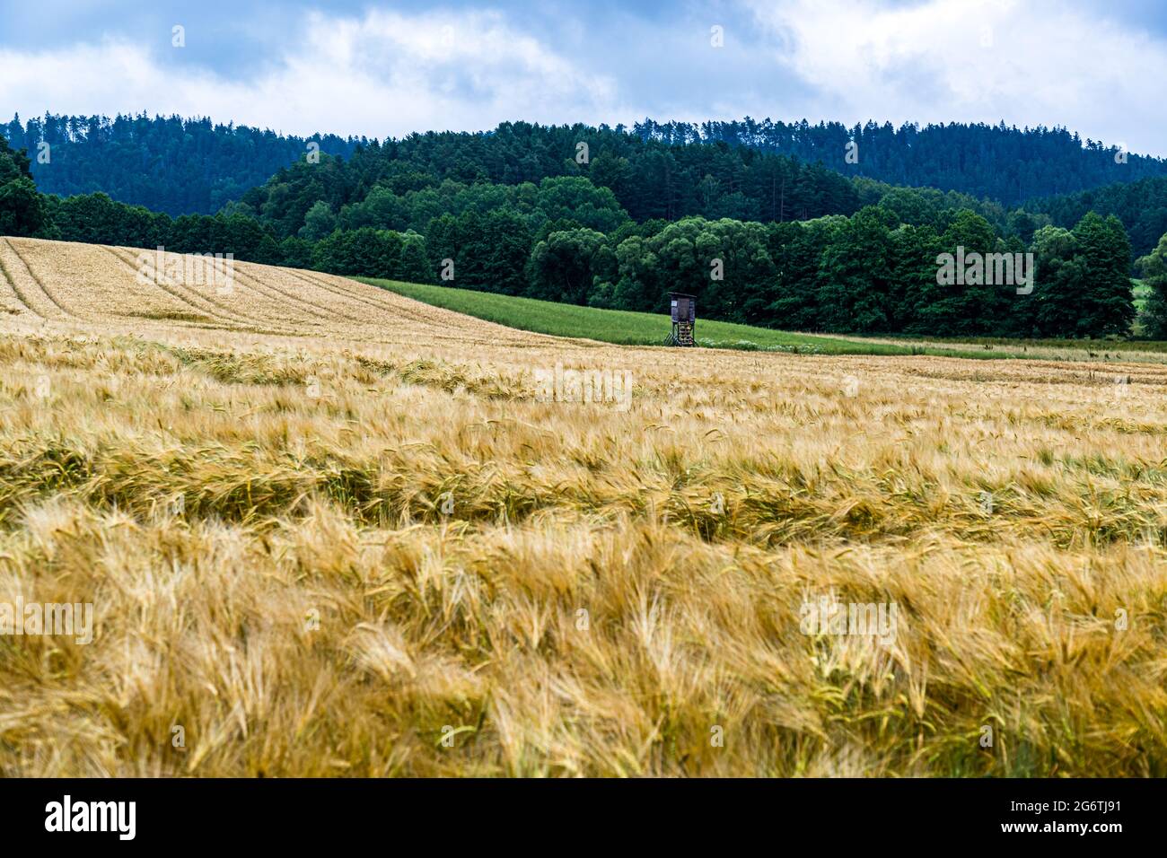 Una sedia da caccia in legno si trova ai margini della foresta in mezzo a un campo di orzo maturo a Lautertal, circondario di Coburgo, Baviera, Germania. Foto Stock
