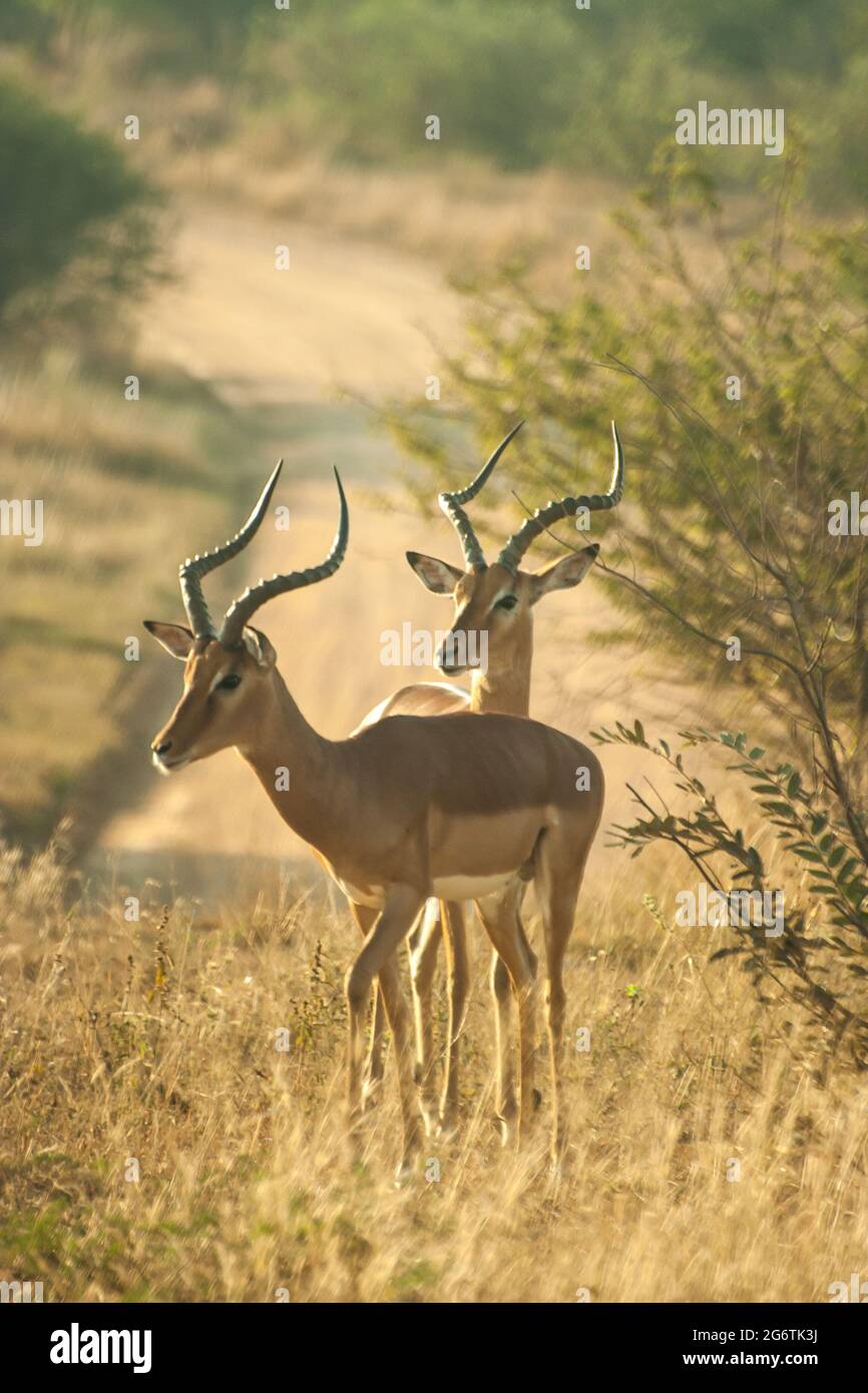 Due montoni Impalas maturi, Aepyceros melampus, nel Parco Nazionale Kruger, in Sud Africa, con una strada sterrata sullo sfondo. Foto Stock