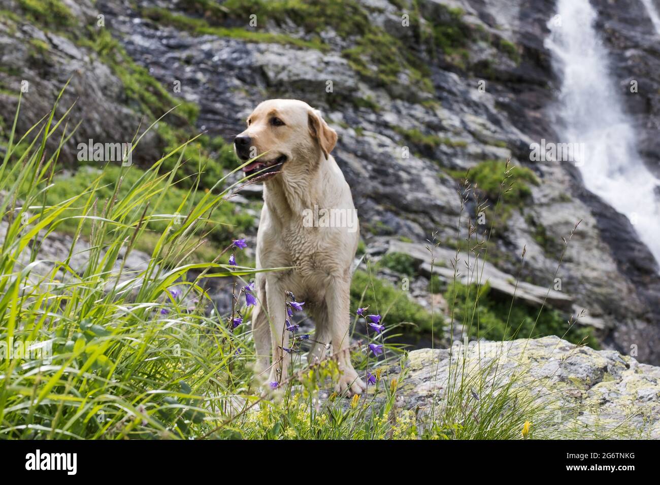 Un retriever d'oro sullo sfondo di una cascata. Viaggiare con un animale domestico. Foto Stock