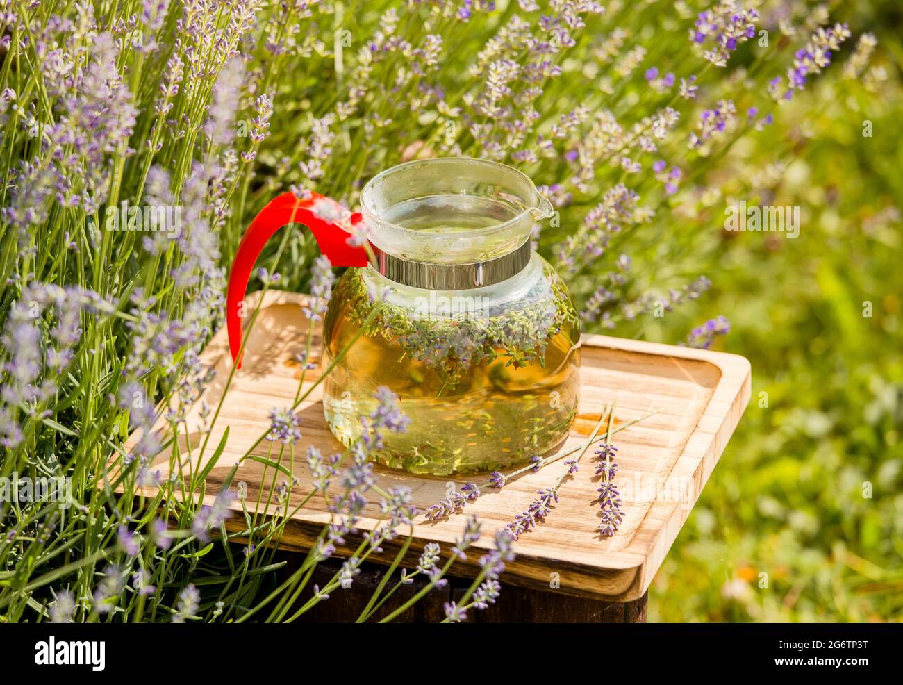 Tegame trasparente in vetro trasparente con tè alla lavanda appena raccolto in fiore al campo di lavanda nel soleggiato giorno d'estate. Concetto di tè alla lavanda. Foto Stock
