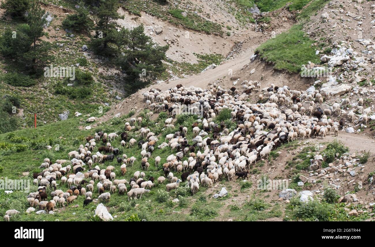 Un gregge di pecore su un pascolo in montagna, allevati animali a libero raggio. Foto Stock