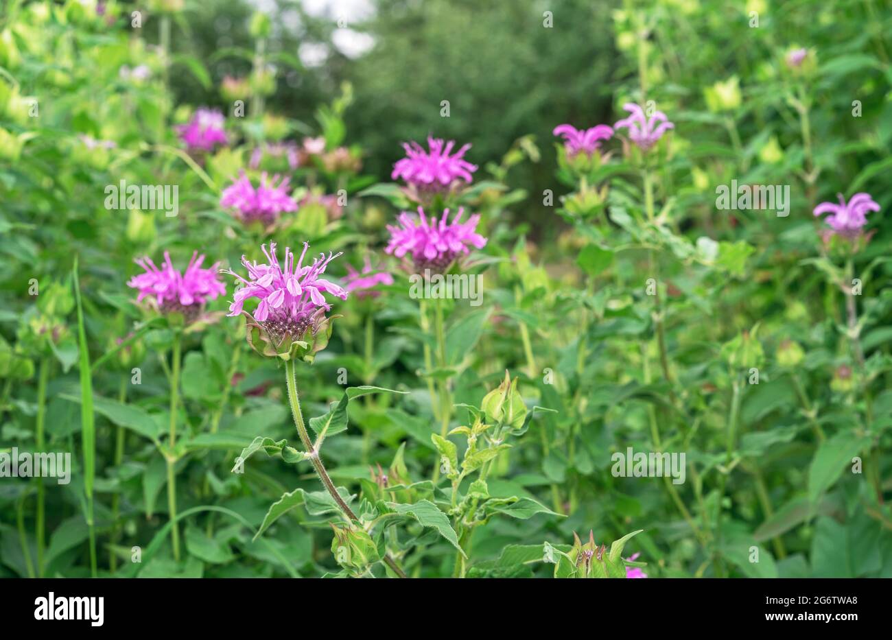 Fiori rosa monarda. Erba di bergamotto, balsamo di limone americano, ortica indiana, tè dell'Oregon, balsamo delle api, zecca di cavallo. Foto Stock
