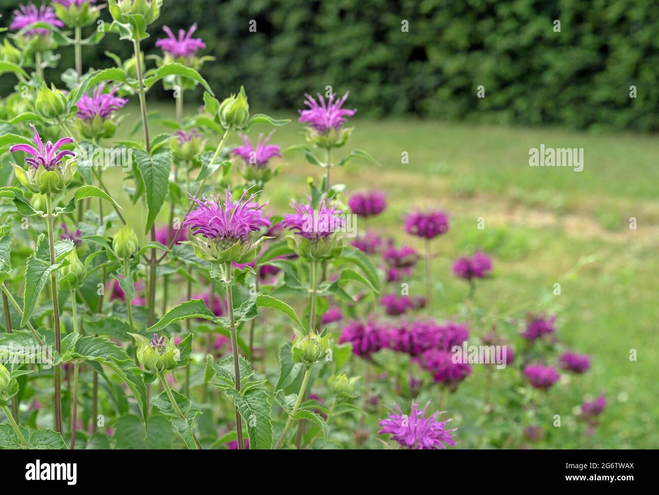Fiori rosa monarda. Erba di bergamotto, balsamo di limone americano, ortica indiana, tè dell'Oregon, balsamo delle api, zecca di cavallo. Foto Stock