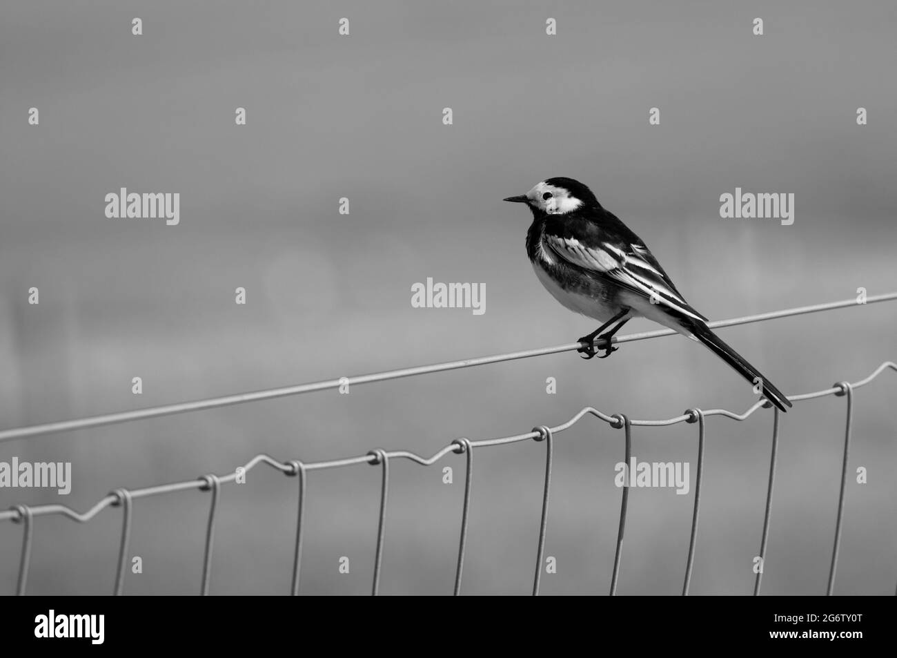 Un simpatico pied Waggtail che perching su un filo Foto Stock