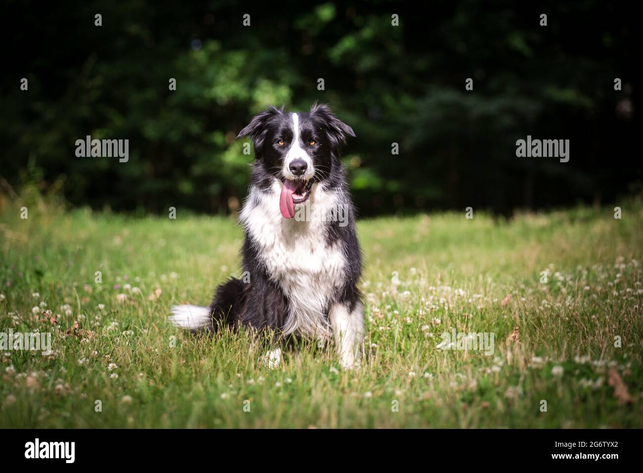 Border Collie seduto Foto Stock