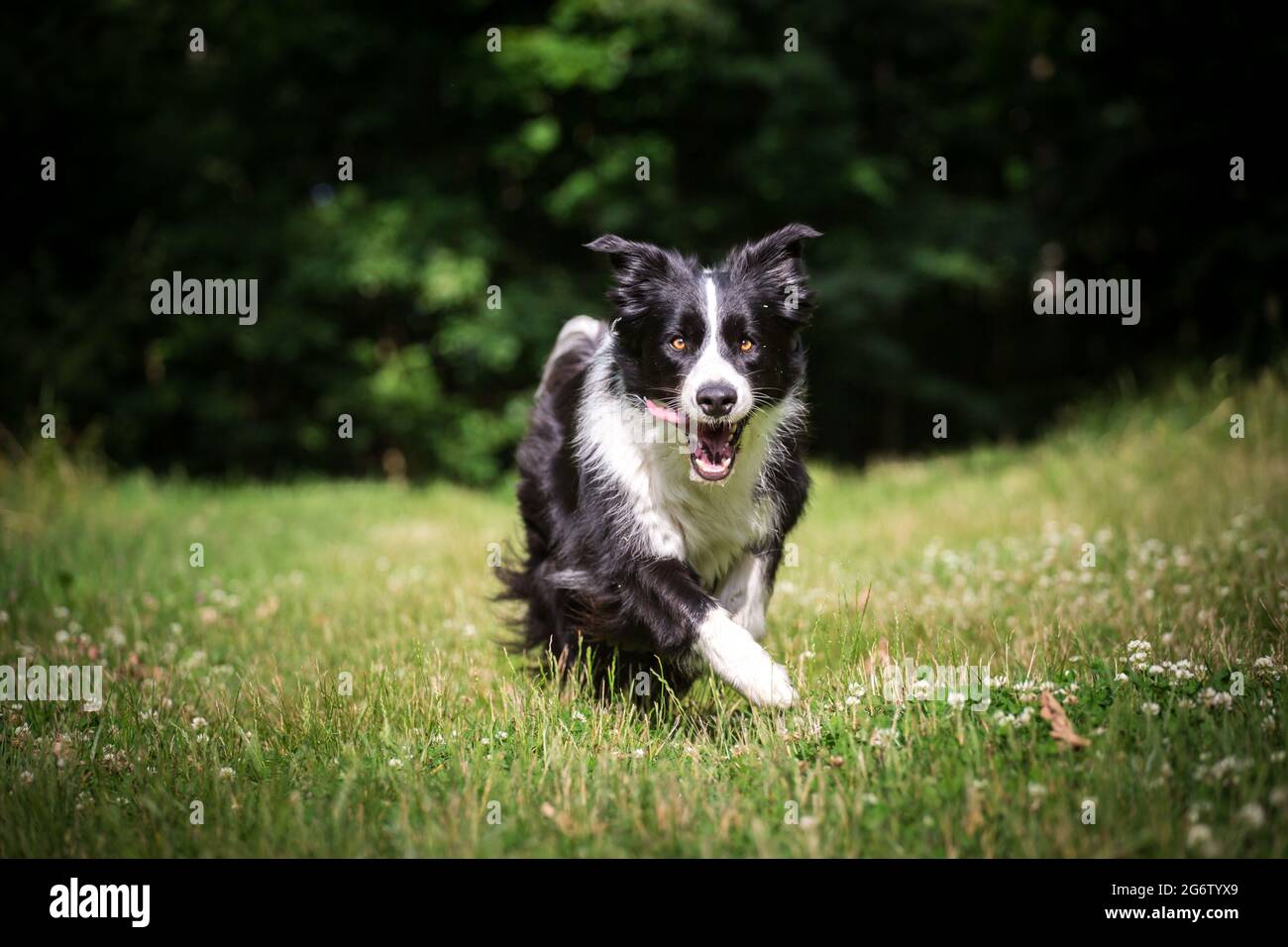 Border Collie in esecuzione Foto Stock