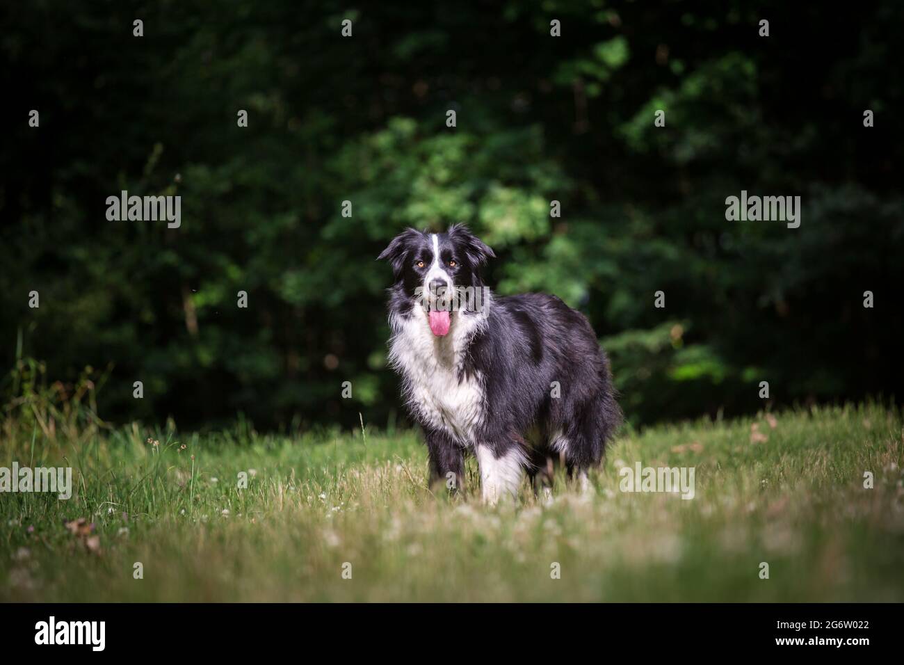 Border Collie in piedi Foto Stock