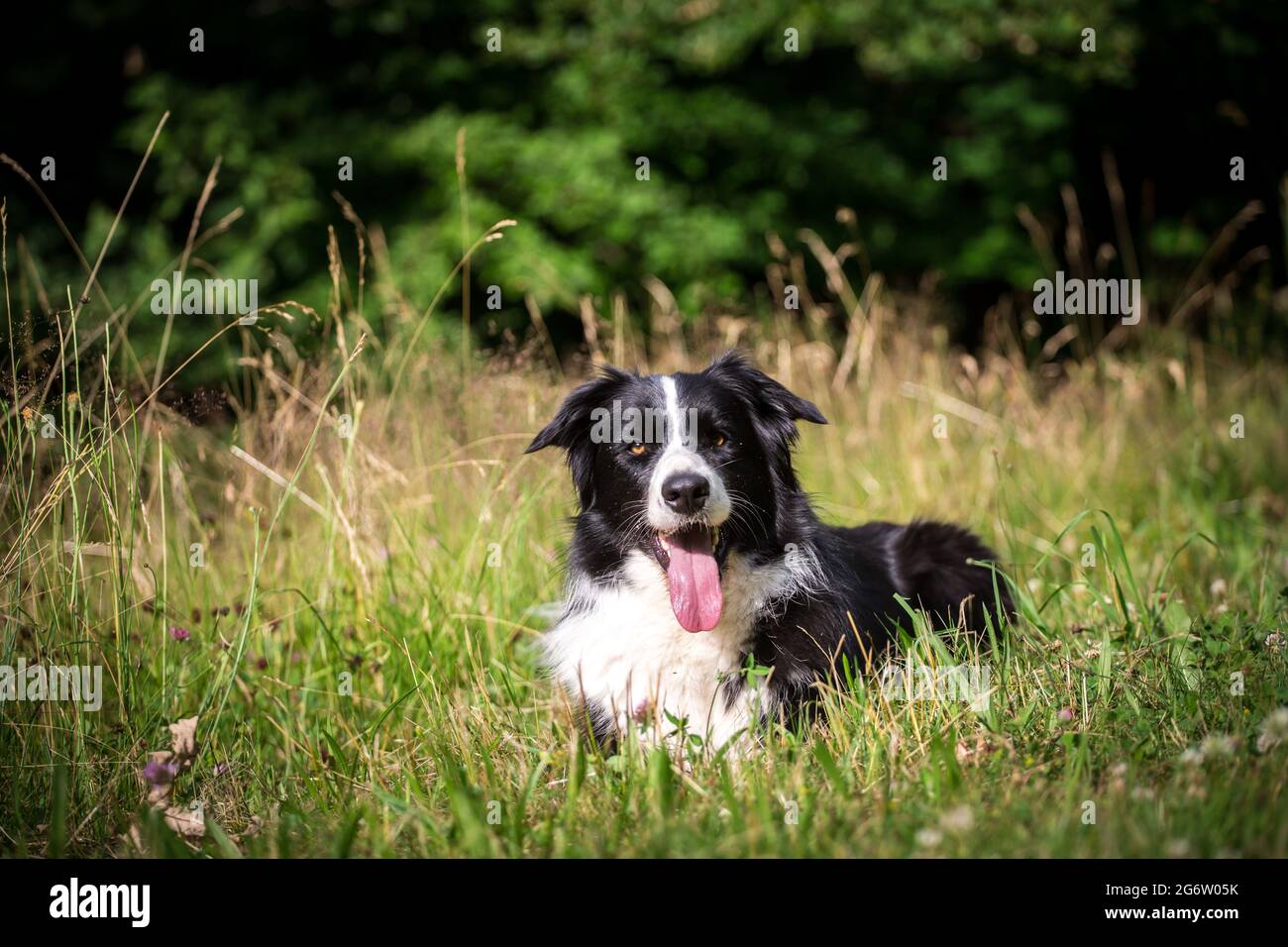 Border Collie mentito Foto Stock