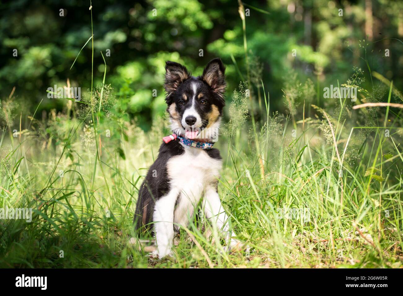 Border Collie cucciolo seduto Foto Stock