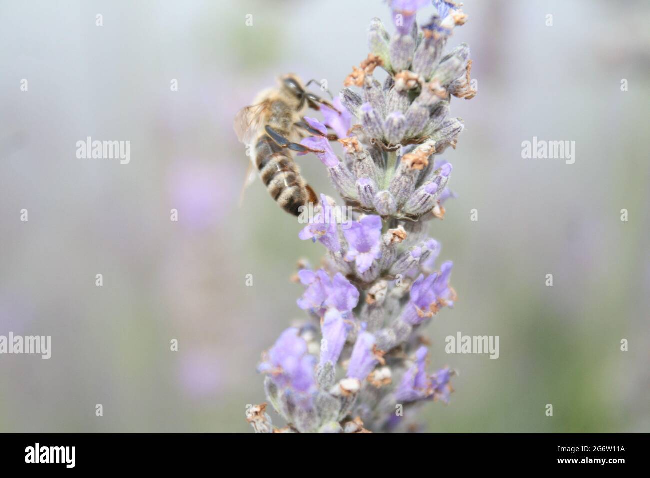 Lavanda Foto Stock