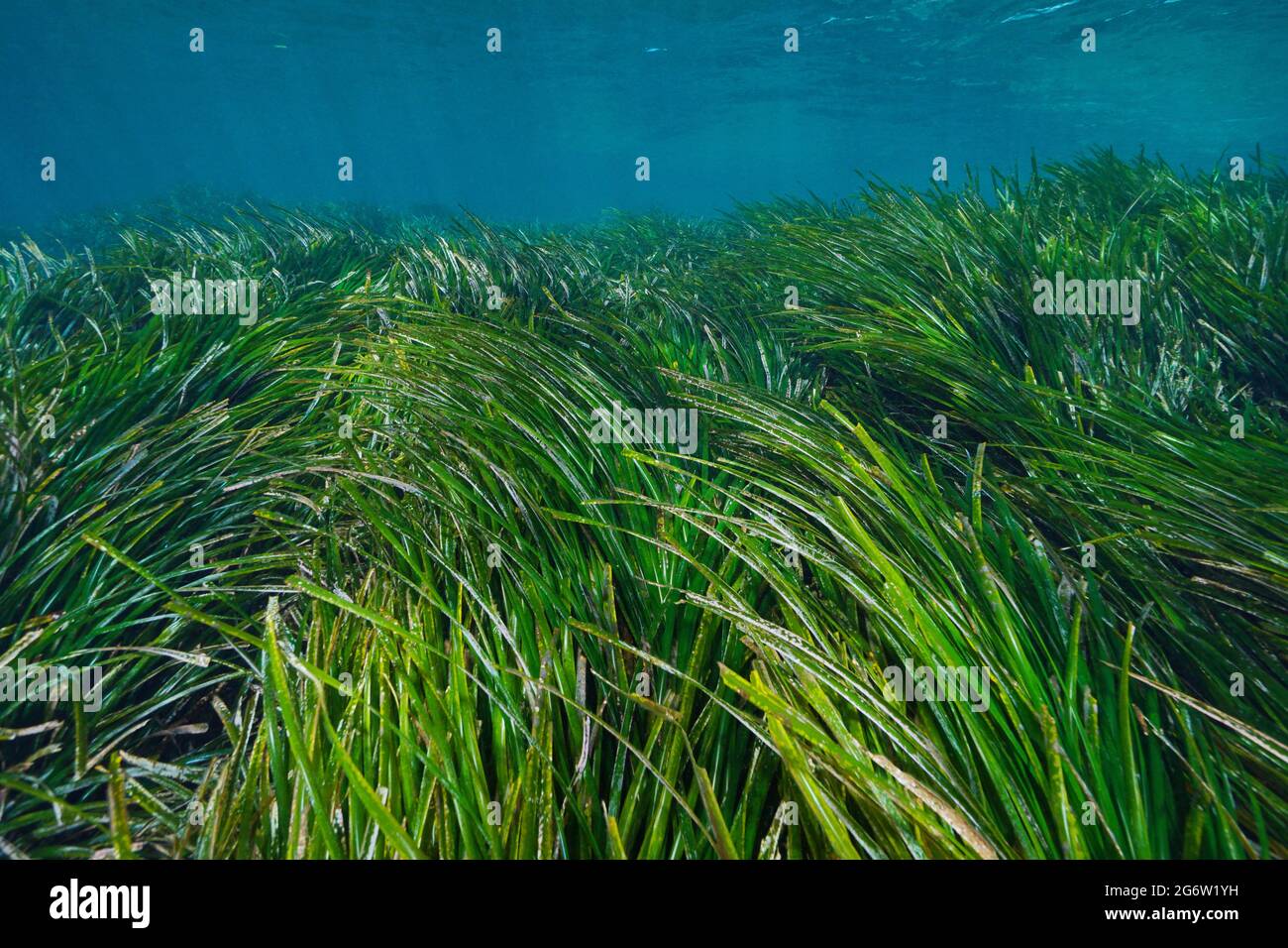 Erba del mare sott'acqua nel Mediterraneo, erba di nettuno Posidonia oceanica, Costa Azzurra, Francia Foto Stock