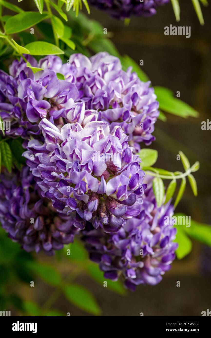 Wisteria frutescens 'Longwood Purple' Foto Stock