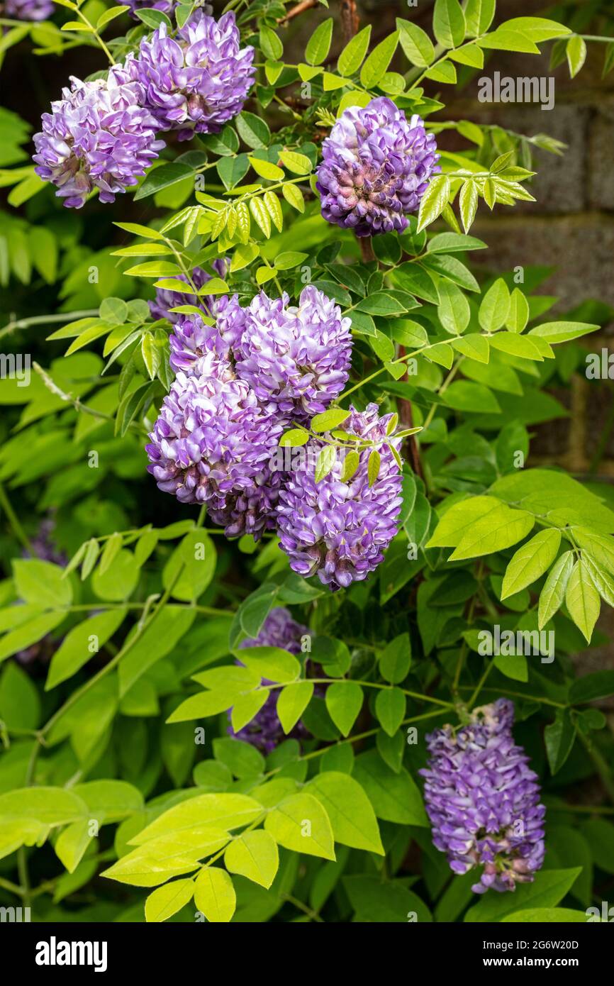 Wisteria frutescens 'Longwood Purple' Foto Stock