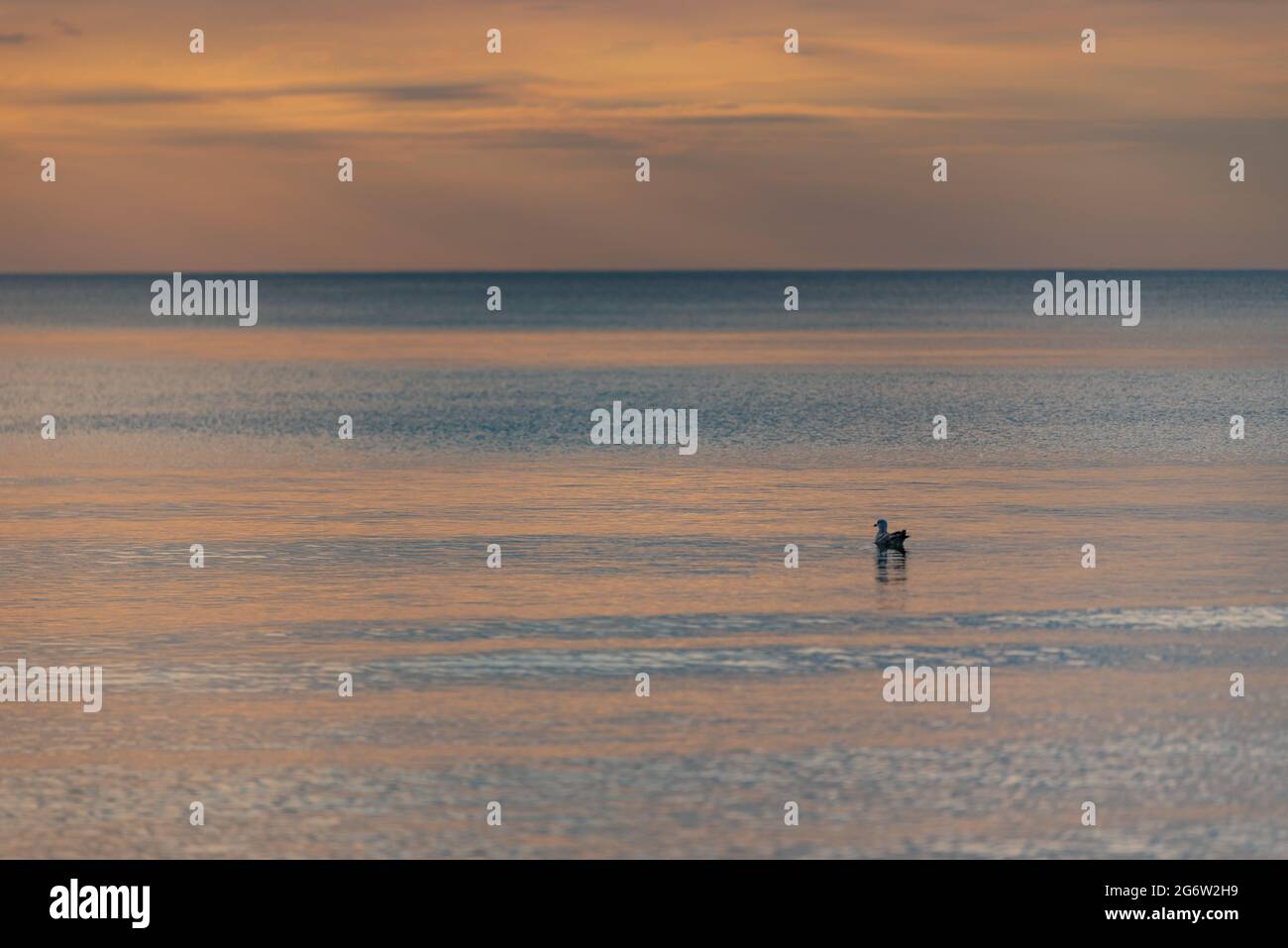 l'uccello galleggia in acqua al tramonto e la superficie dell'acqua di mare è calma e la luce del sole illumina l'acqua nelle tonalità più suggestive Foto Stock