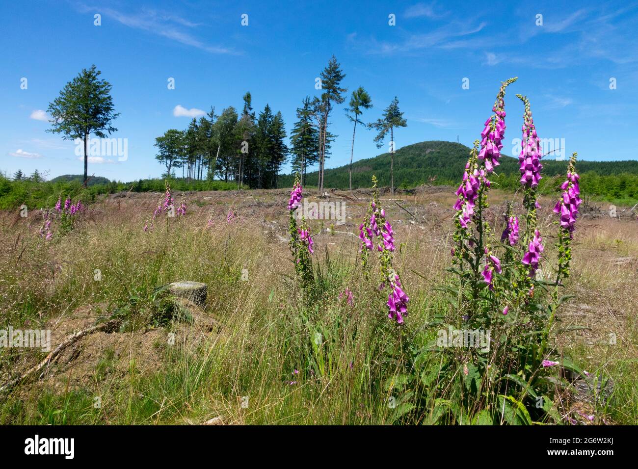 Digitalis purpurea cresce su prato, Luzicke Hory, Monti Lusaziani, Repubblica Ceca, fiori selvatici in un paesaggio estivo di foresta Foto Stock