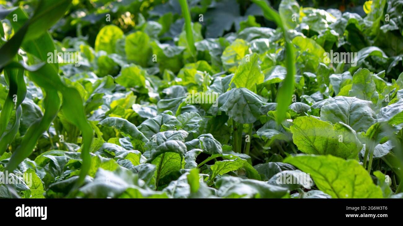 Un appezzamento personale con un letto da giardino. Letti di fattoria. Prodotti ecologici. Natura. Messa a fuoco selettiva Foto Stock