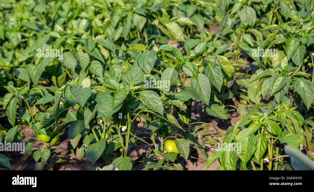 Un appezzamento personale con un letto da giardino. Letti di fattoria. Prodotti ecologici. Natura. Messa a fuoco selettiva Foto Stock