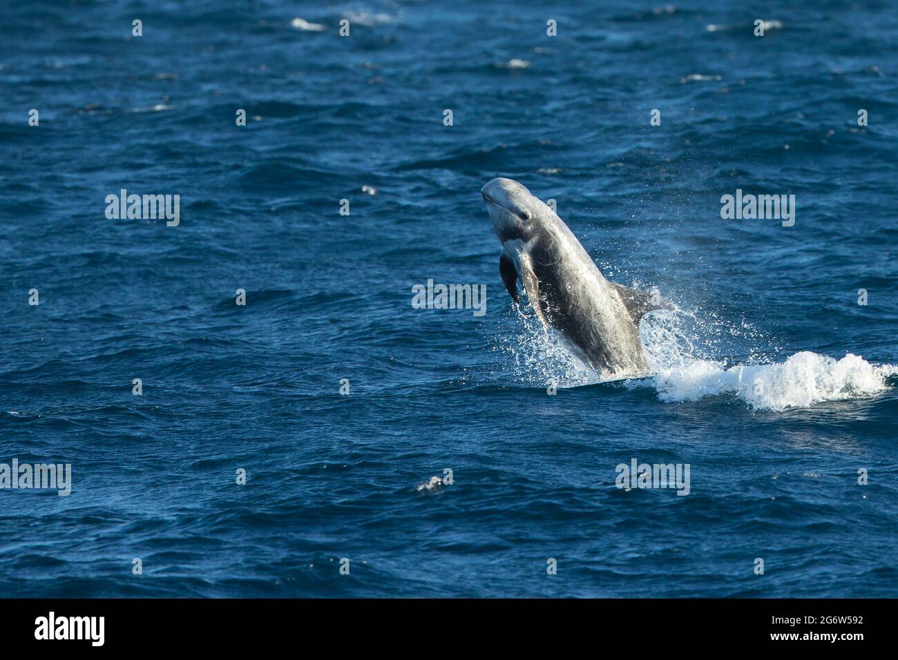 Il delfino di Risso (Grampus griseus) che salpava dall'acqua Foto Stock