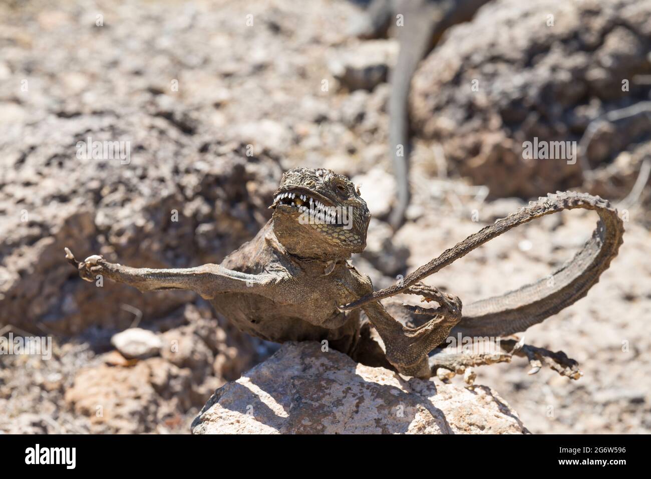 Terra mummificata Iguana (subcristato Conolophus) Foto Stock