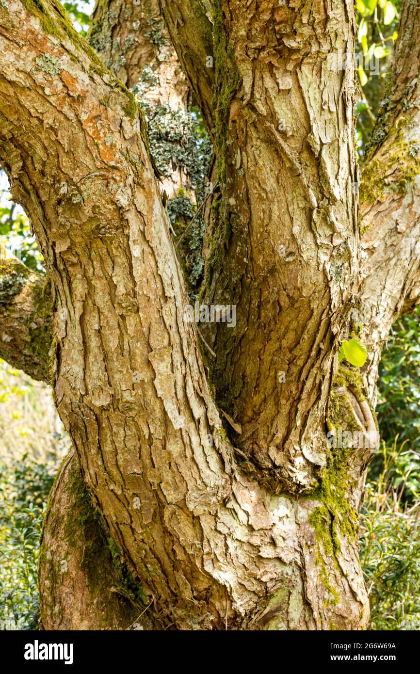 Cercidiphylllum japonicum Morioka (corteccia), foto scattata sotto il sole primaverile, della corteccia dell'albero piangente di Katsura. Foto Stock