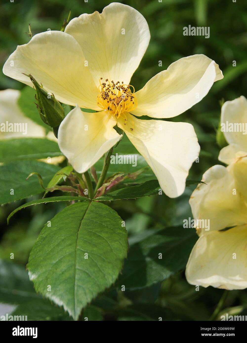 Rosa 'Tottering by Gently' Foto Stock