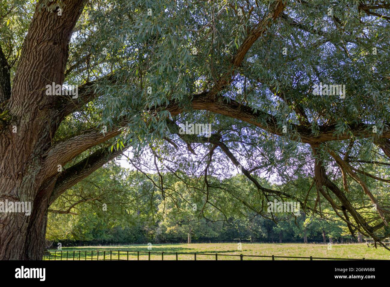 Arcate rami di un Willow Tree catturati in parco da un fiume in Inghilterra Foto Stock
