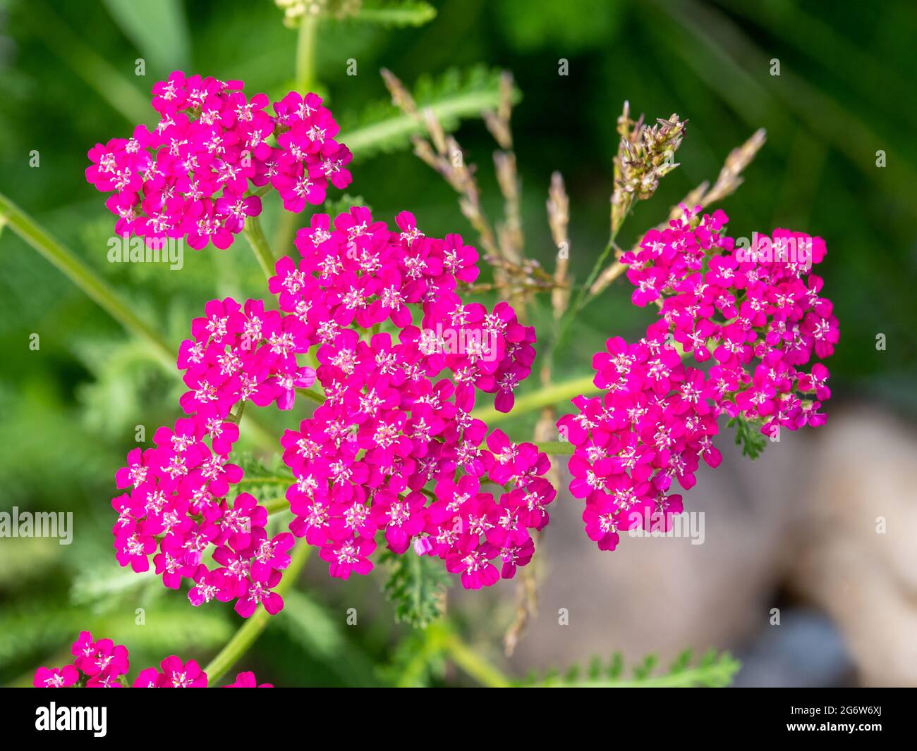 Yarrow comune, Achillea millefolium 'cerise queen', pianta nativa con fiori rosa cerise in giardino, Paesi Bassi Foto Stock