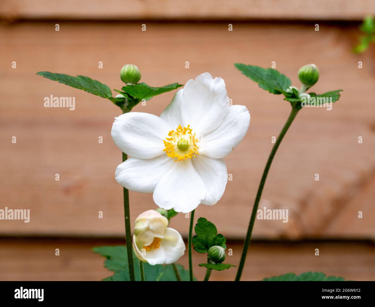 Anemone giapponese, Anemone 'Honorine Jobert', fiori bianchi con cuore giallo in autunno, Paesi Bassi Foto Stock