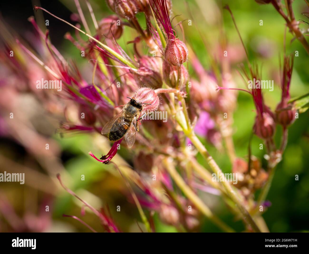 Honeybee, Apis mellifera, pollinating rock grane's Bill, Geranium macrorrhizum, close up, Paesi Bassi Foto Stock