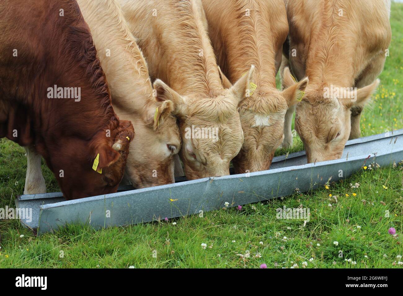 Tre bovini Charolais e una razza Limousin mangiare noci di manzo da trogolo in campo su terreni agricoli nelle zone rurali dell'Irlanda Foto Stock