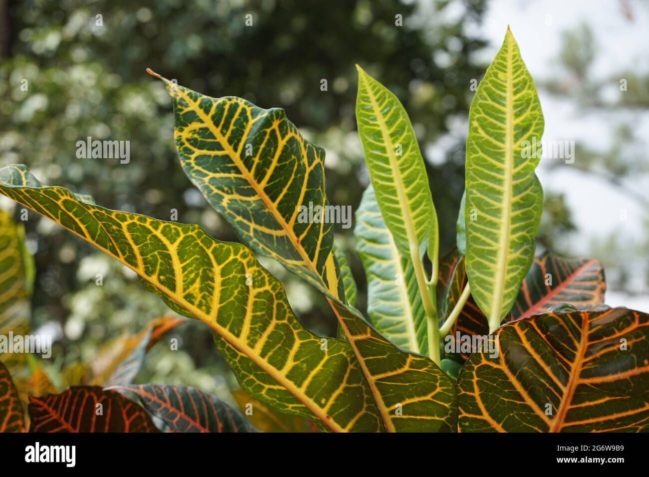 Codiaeum variegatum (Croton, Laurel variegato, Croton giardino, Orange Jessamine, puring, puding) nel giardino. Piante verdi tropicali botaniche esotiche Foto Stock