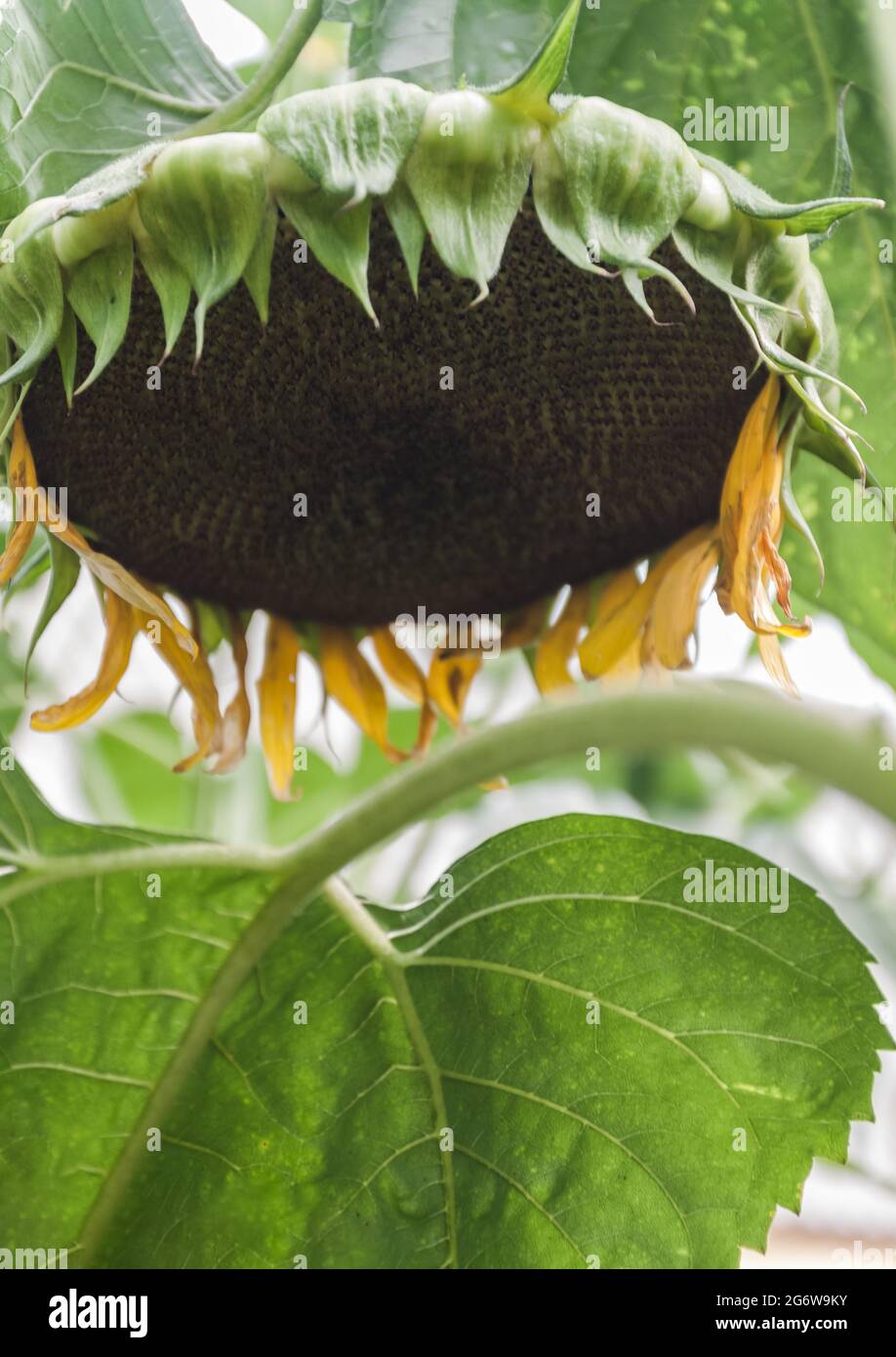 pianta di girasole matura, testa di fiore primo piano con semi Foto Stock