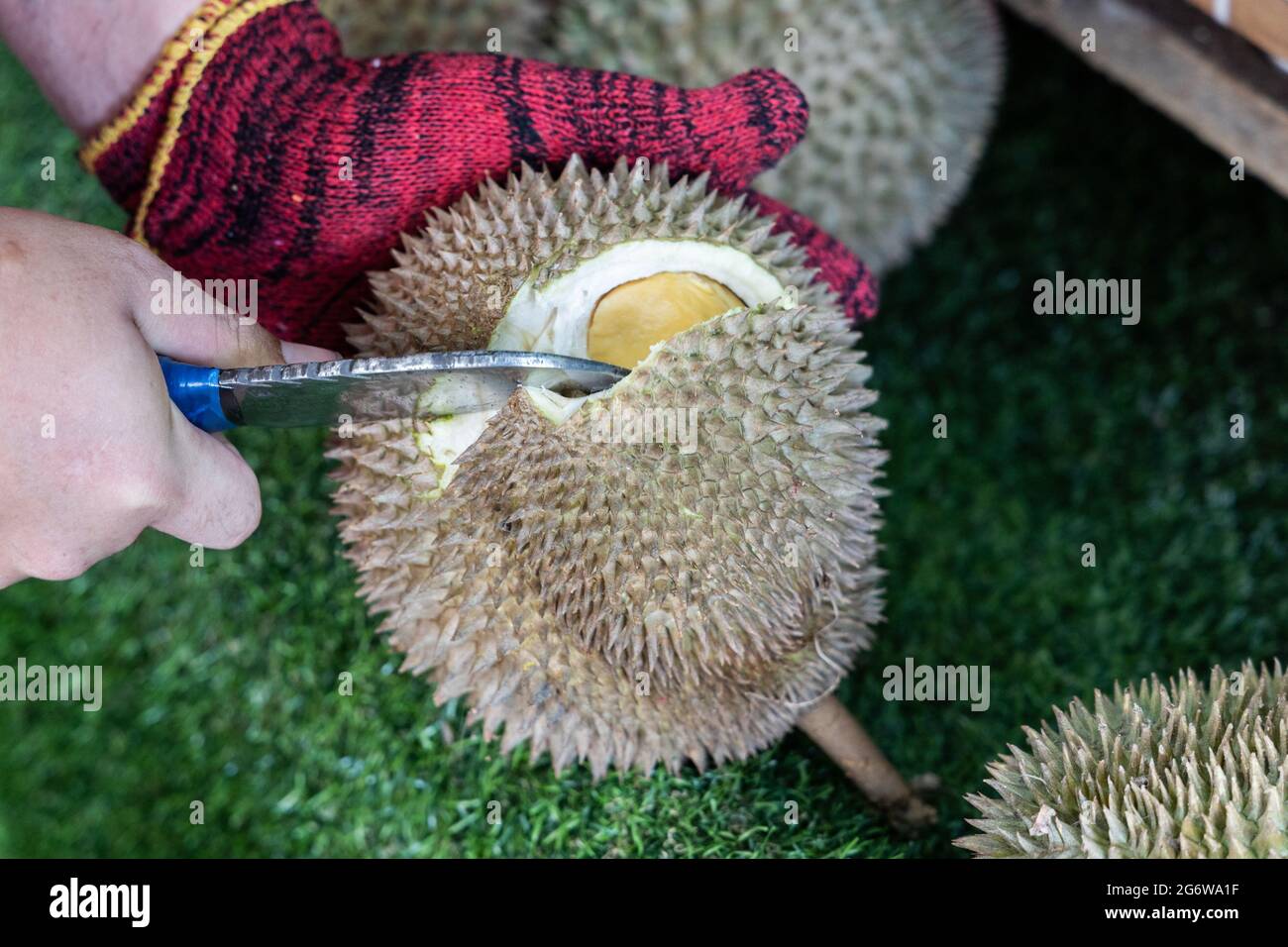 Venditore apertura malese durian rivelando la sua spessa carne aromatica Foto Stock