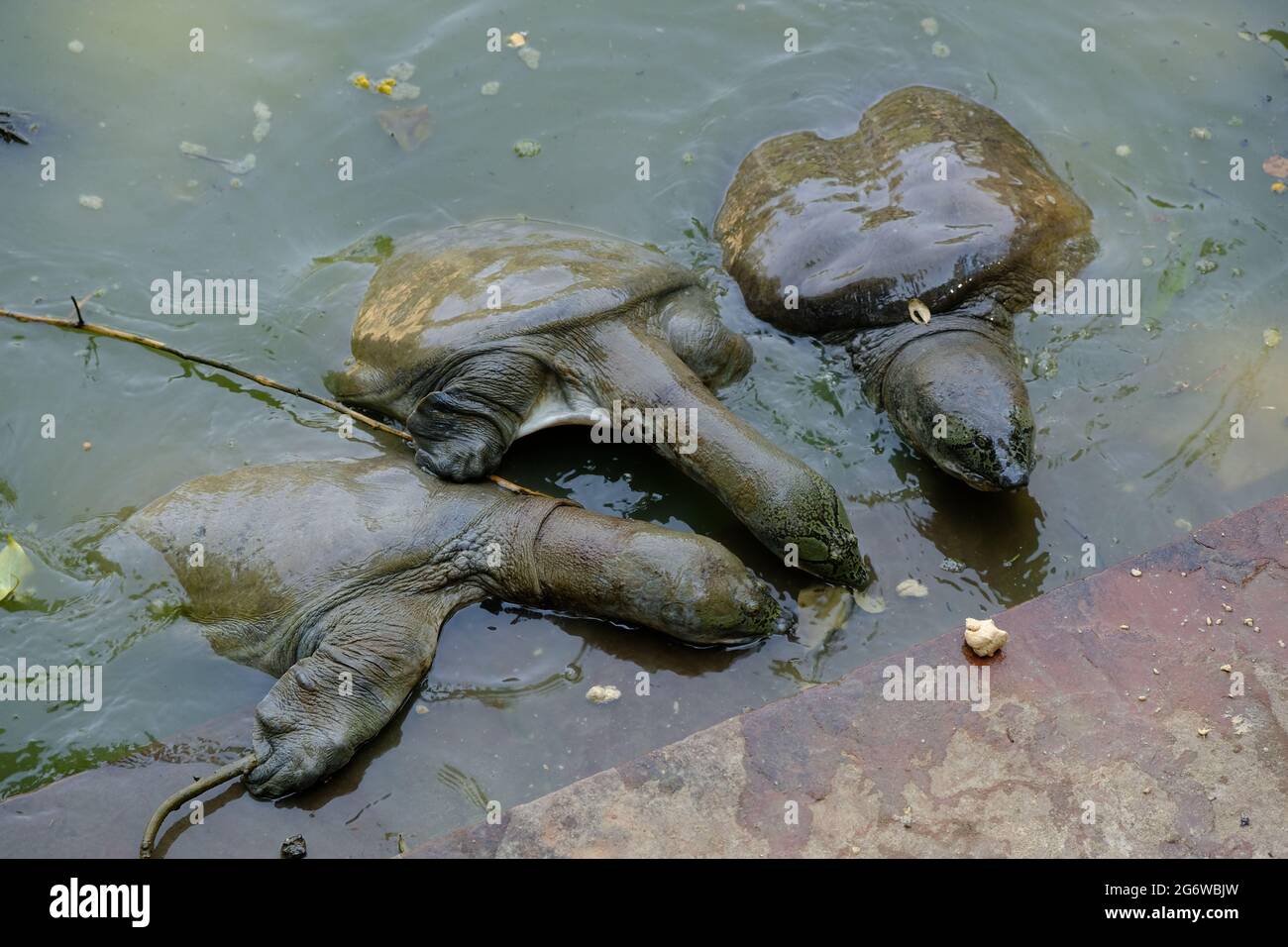 India Agra - Chelydra serpentina - comune snap tartaruga fiume Yamuna Foto Stock