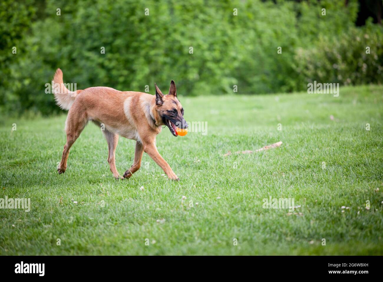 Immagine di un cane da pastore belga, un malinois, che preleva la palla e corre in un parco. Foto Stock