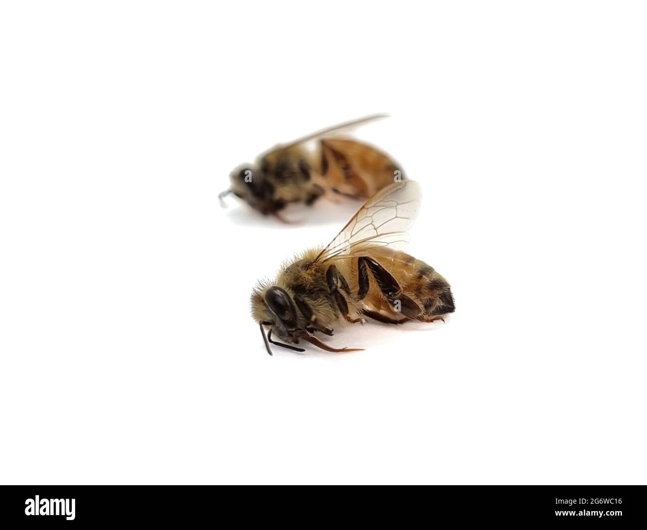 Due api morte si concentrano sulla prima ape su sfondo bianco Foto Stock