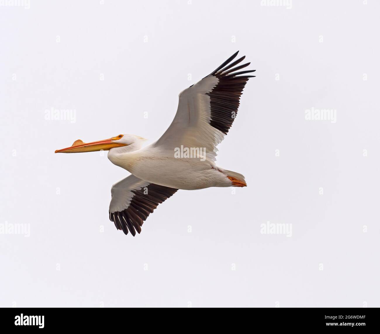 White Pelican volare sul fiume Mississippi vicino a Fulton, Illinois Foto Stock