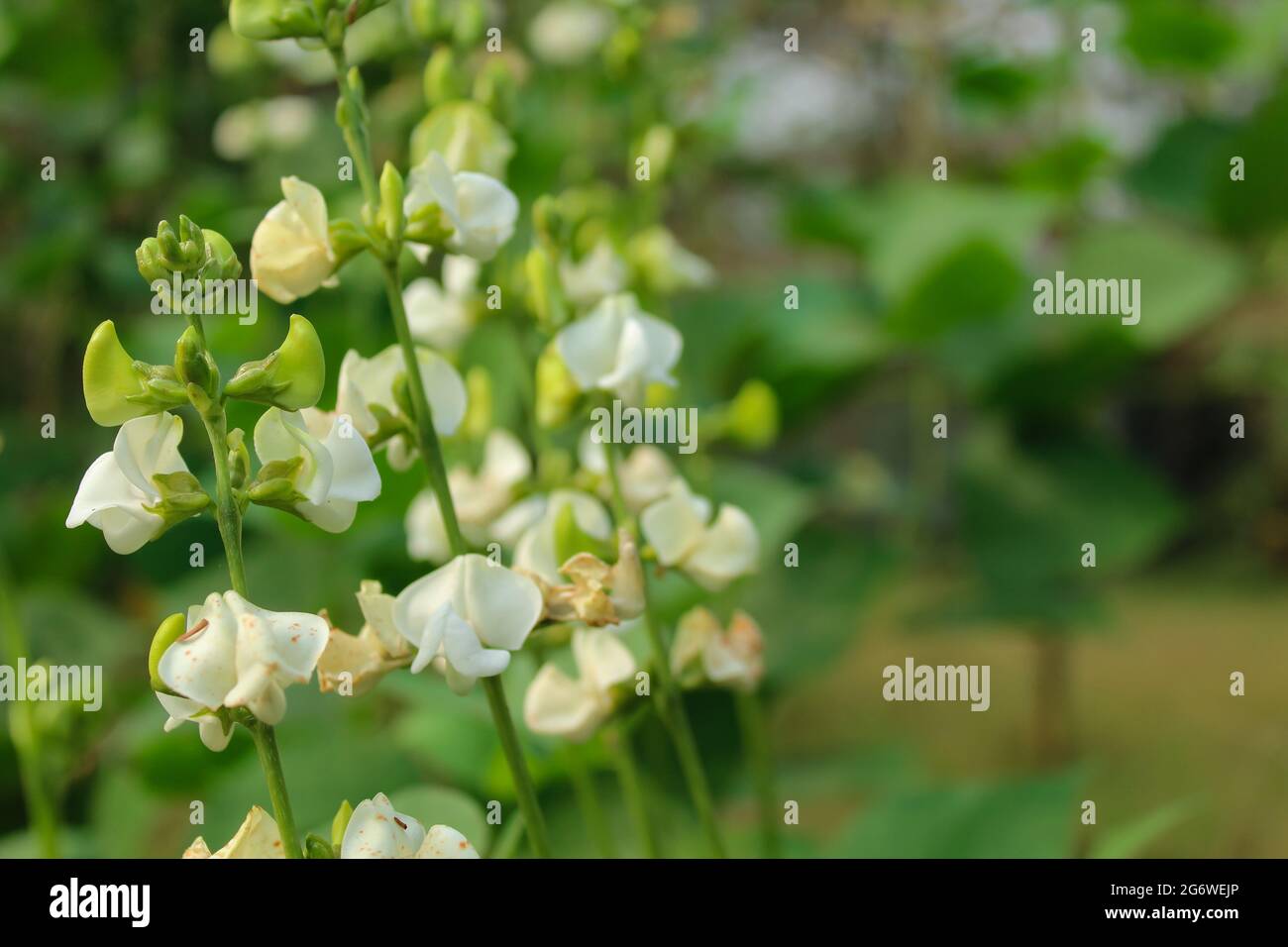 Fiore di fagiolo su pianta, concetto di agricoltura Foto Stock