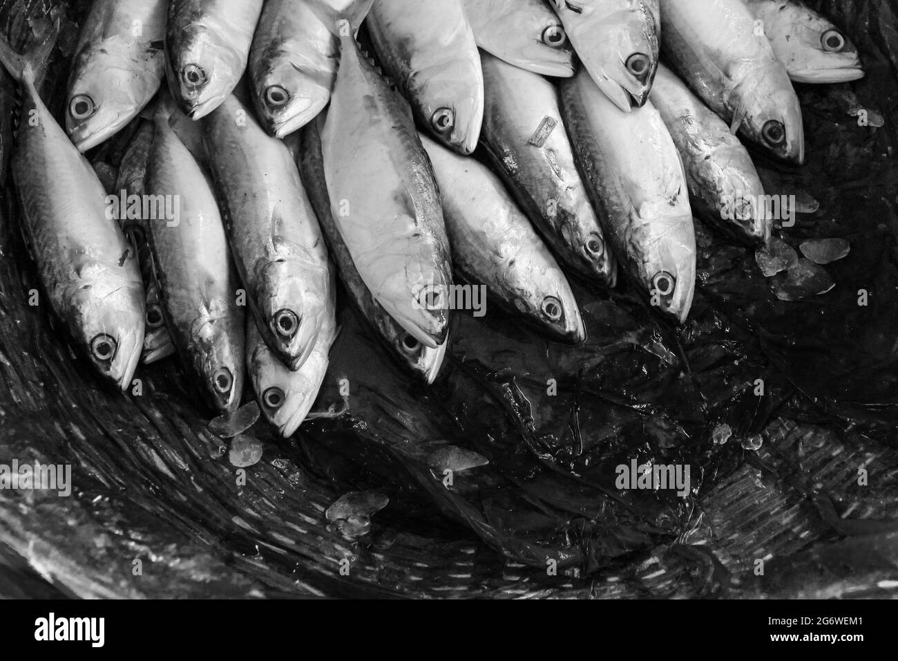 Pesci Hilsha, pesci hilsha del Bangladesh Foto Stock