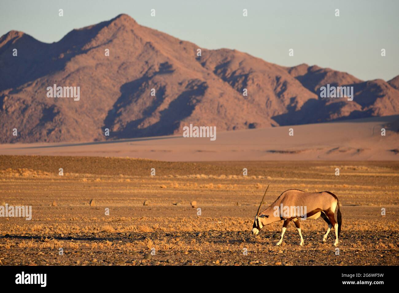 NAMIBIA. DESERTO DEL NAMIB. ORYX NEL DESERTO Foto Stock