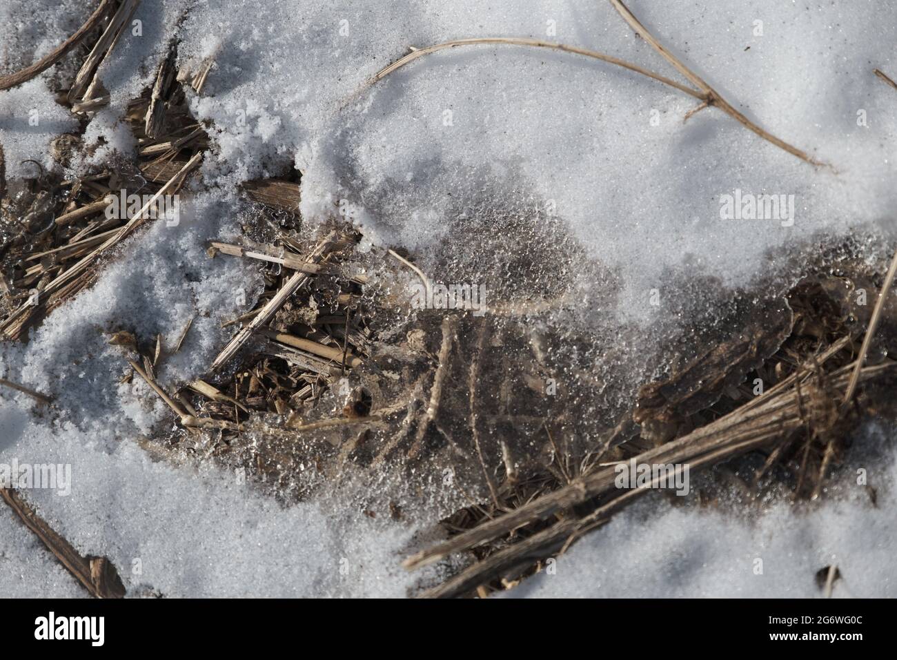 Scongelamento della molla nella neve attraverso la quale si può vedere l'erba appassita. Foto Stock