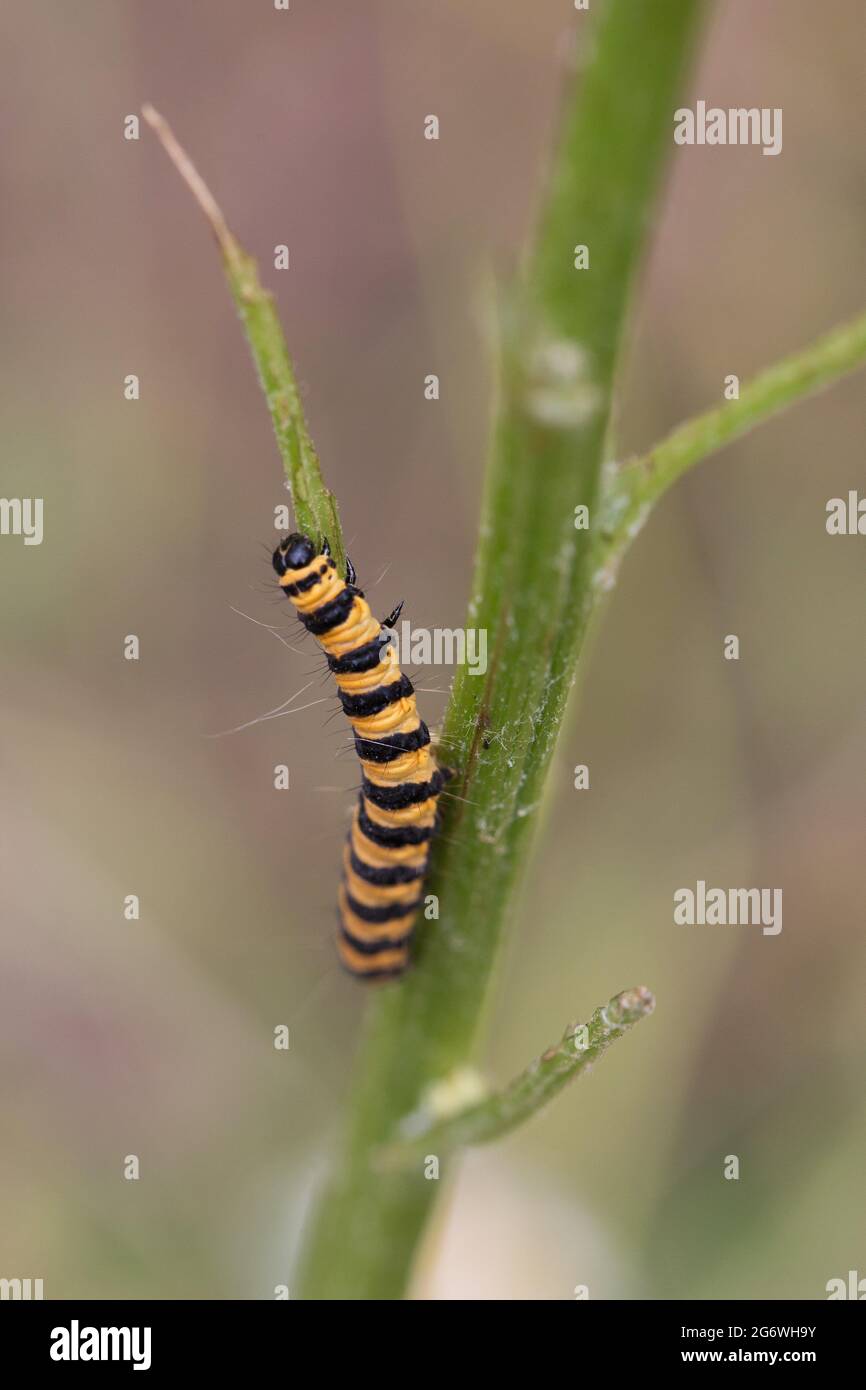 Tyria jacobaeae - cinnabar Moth caterpillar su una pianta di ragweed. Foto Stock