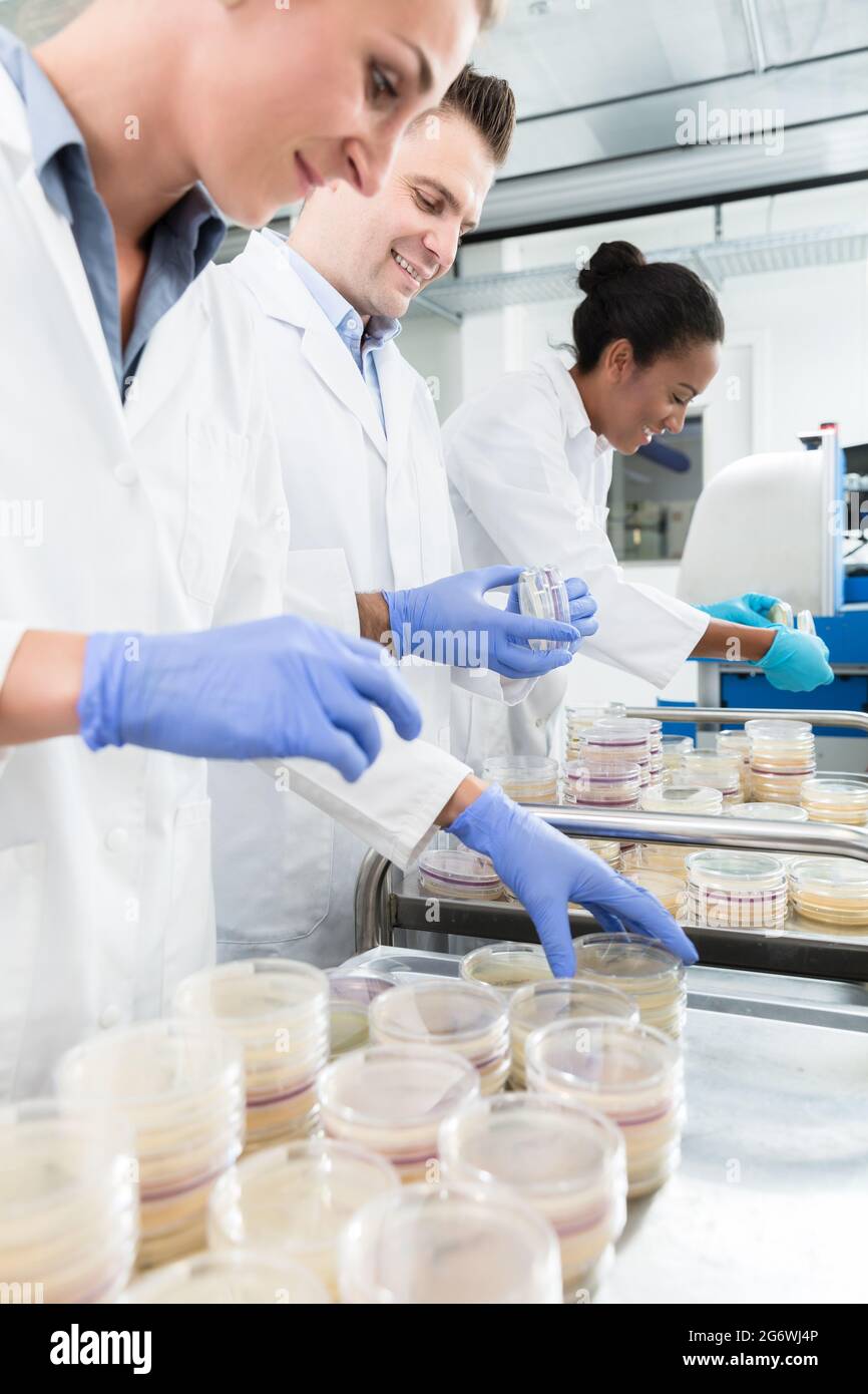 Un gruppo di scienziati in laboratorio alimenti con campioni in capsule di petri Foto Stock