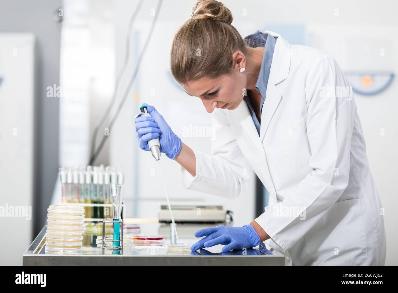 Operatore di ricerca la preparazione di campioni in capsule di petri Foto Stock