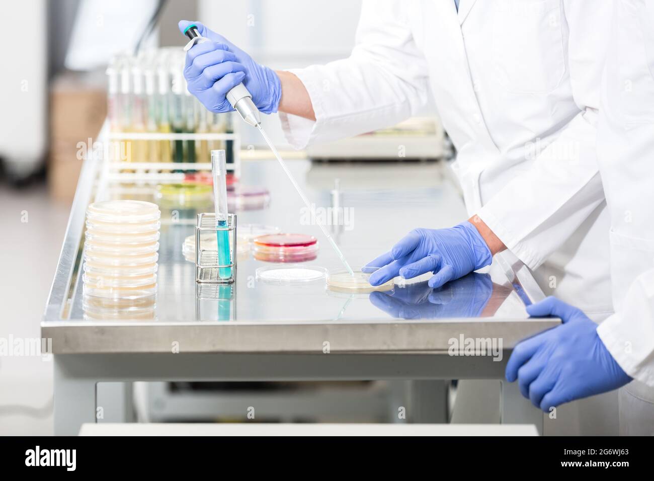 Operatore di ricerca nella preparazione di campioni in capsule di Petri in laboratorio Foto Stock