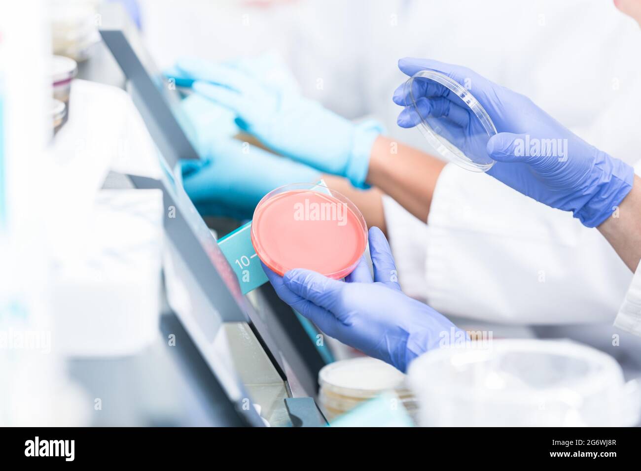 tecnici di laboratorio che analizzano colture batteriche in piastre di petri Foto Stock