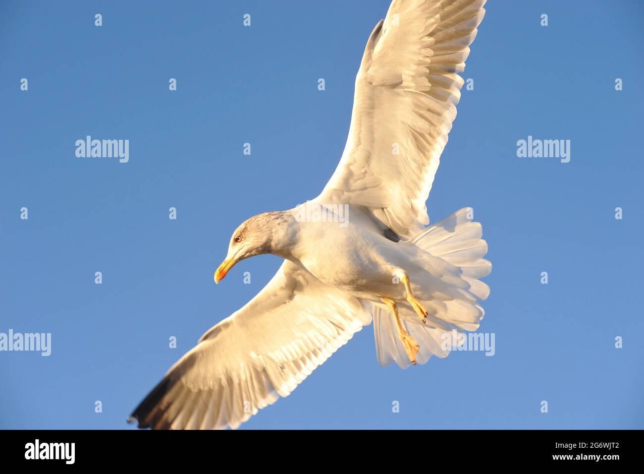 MAROCCO. IL SUD, ESSAOUIRA. QUI GATTI E GABBIANI SONO OVUNQUE. GRAZIE AI PESCATORI, HANNO UN SACCO DI CIBO E SONO ORA PARTE DELLA CITTÀ. Foto Stock