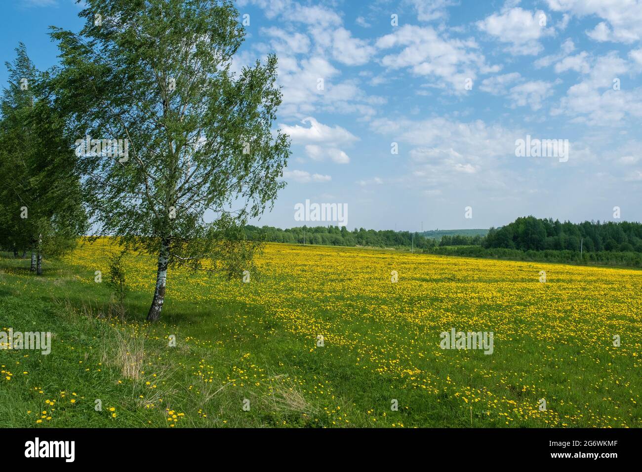 Betulla a gambo bianco e un grande campo con i diandelioni gialli in una giornata di sole, la Russia. Foto Stock