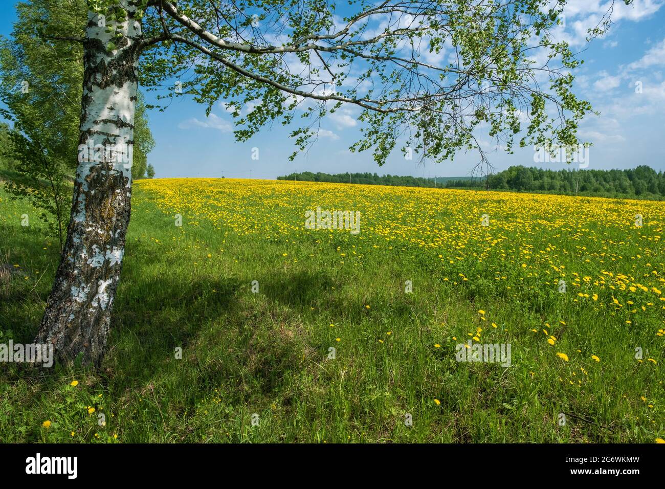 Betulla a gambo bianco e un grande campo con i diandelioni gialli in una giornata di sole, la Russia. Foto Stock